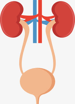 肾脏膀胱系统手绘图