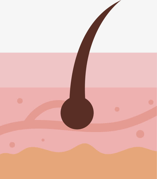 皮肤毛囊手绘图