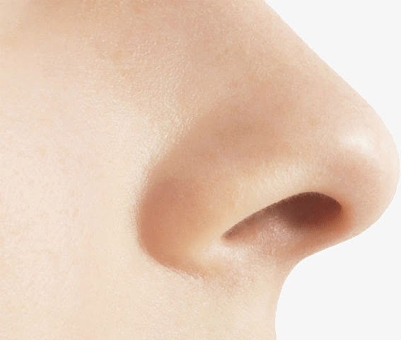鼻子器官