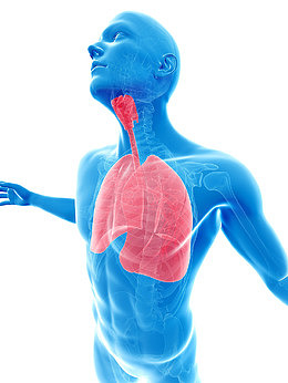 人体甲状腺器官