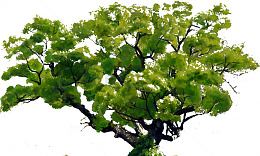 风景油画古榕树