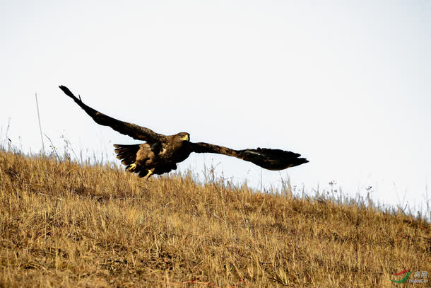 野外飞鹏
