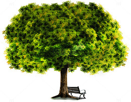 夕阳下的古榕树座椅