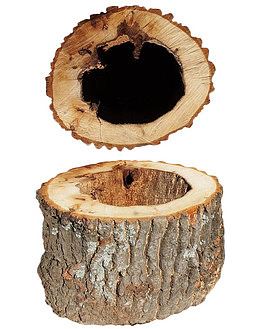 手绘空心老树树干