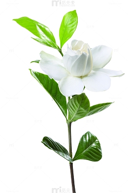 新鲜春节的白色山茶花