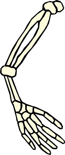 人体骨骼
