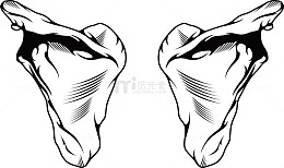 人体内脏器官矢量图