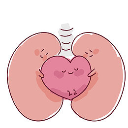 手绘矢量相亲相爱肺部心脏器官