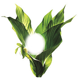 绿色植物