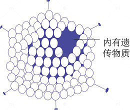 腺病毒示意图