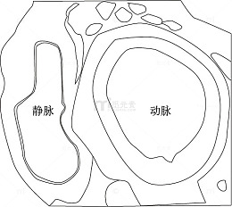 动脉和静脉横切图