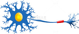 蓝色细胞分裂结构图