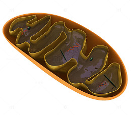彩色生物细胞线粒体放大效果图