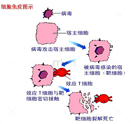 细胞免疫图