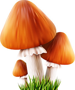 真菌蘑菇