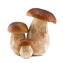 蔬菜蘑菇