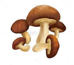 香菇插画