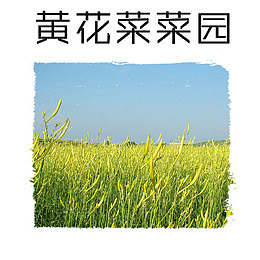 黄花菜菜园