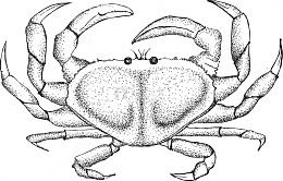 素描灰色螃蟹