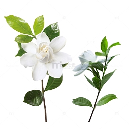 茉莉花白色花朵花卉矢量素材