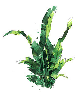 草
