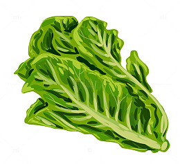 绿色生菜手绘生菜手绘彩色马克笔