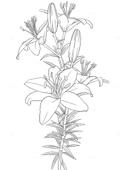 百合花线稿