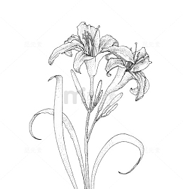 百合花素描