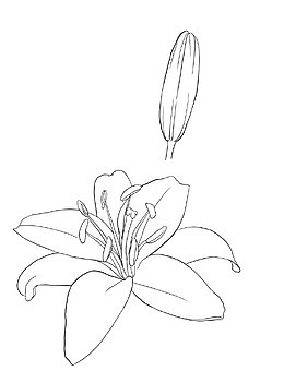 百合花线稿