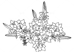 多种百合花