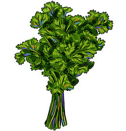 香菜一捆手绘彩色马克笔风格果蔬