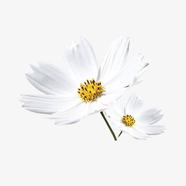 白色的菊花免抠素材