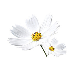 白色的菊花免抠素材