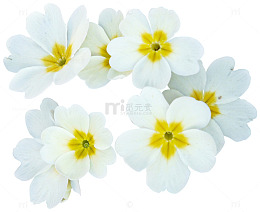 淡雅小花