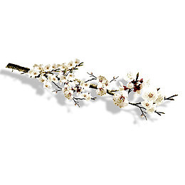 白色小花素材