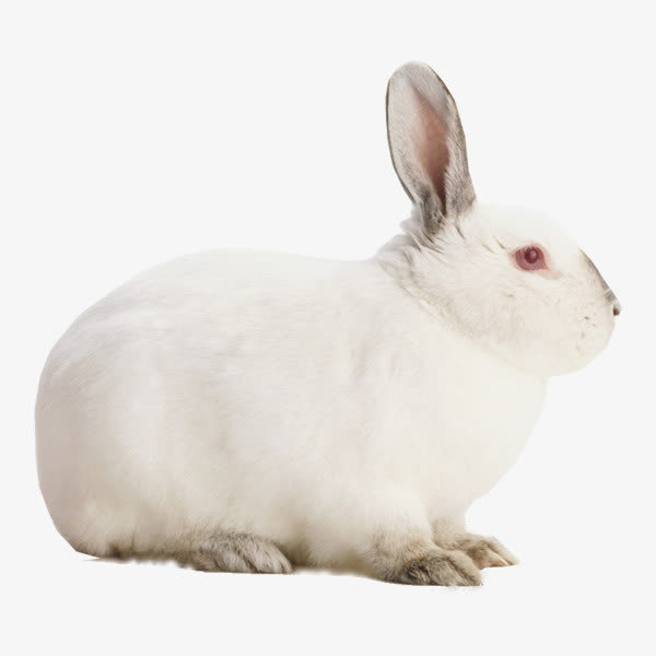 白色,兔子,胡萝卜,动物,可爱,装饰,素材免抠,野生动物,小兔子,文艺