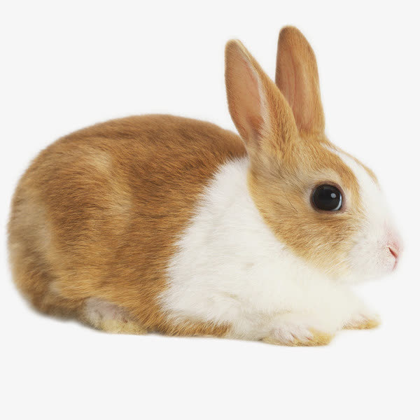 兔子,胡萝卜,动物,可爱,装饰,素材免抠,野生动物,图片素材,棕色