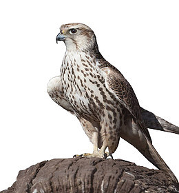 站在山上的老鹰