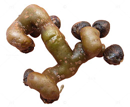 创意版的拐枣食物