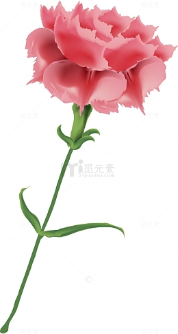 送给母亲的康乃馨