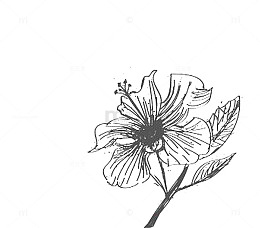 手绘线稿国画芙蓉花