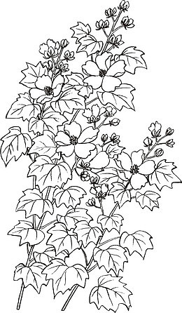 手绘线稿国画芙蓉花