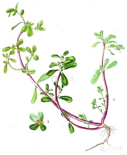 绿色养生野菜马齿苋