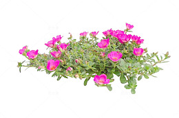 马齿苋花