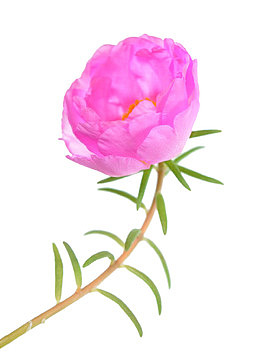 粉色马齿苋花