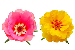 马齿苋花高清图片