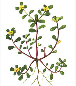 植物马齿笕图案