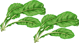 萝卜叶手绘卡通萝卜叶