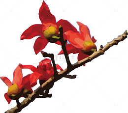 仰拍的木棉花照片
