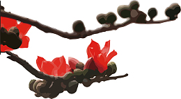 正面拍摄木棉花的繁茂